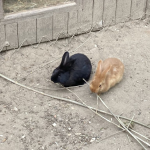 Wycieczka do Doliny Charlotty