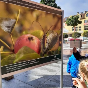 DZIKA NATURA