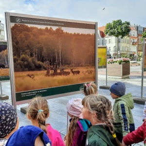 DZIKA NATURA