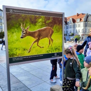 DZIKA NATURA