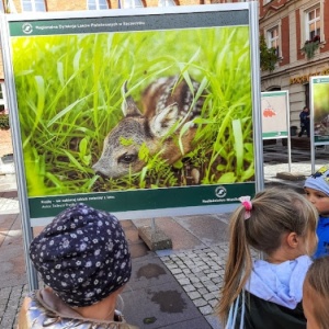 DZIKA NATURA